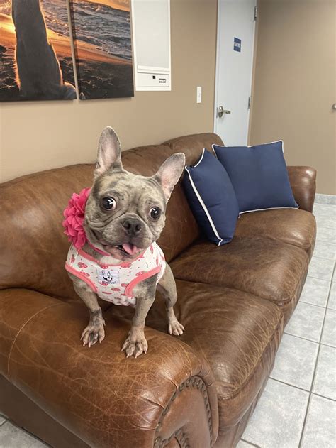 Dior, a French Bulldog in Las Vegas, NV 